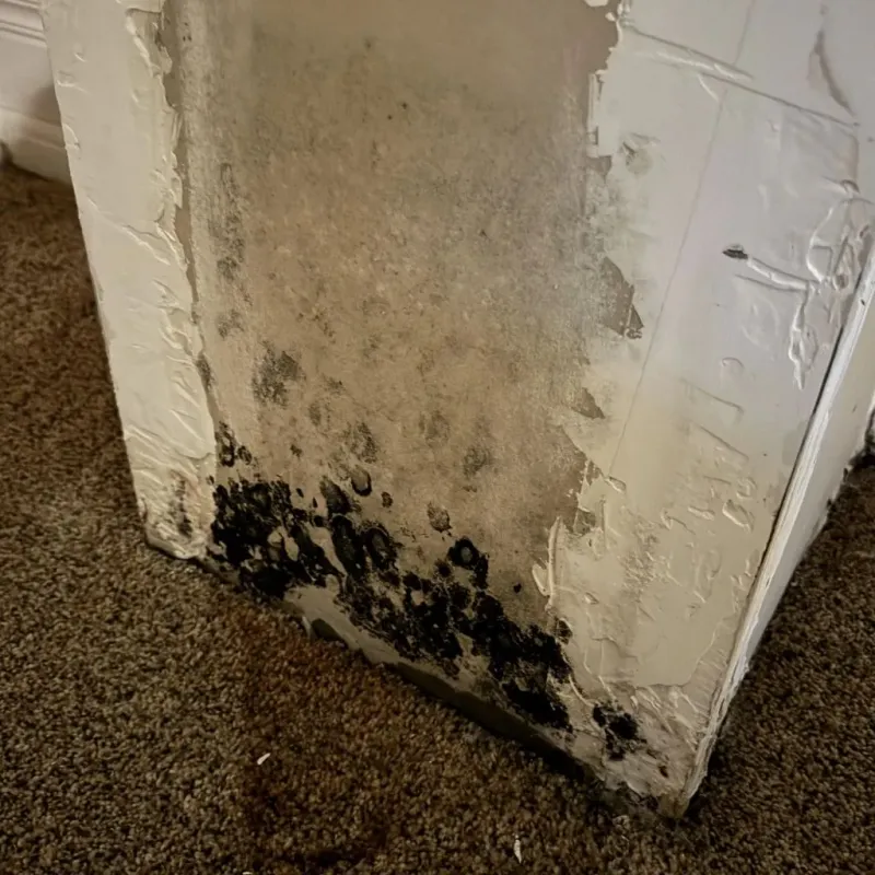 Professional Mold Removal in Milton, PA